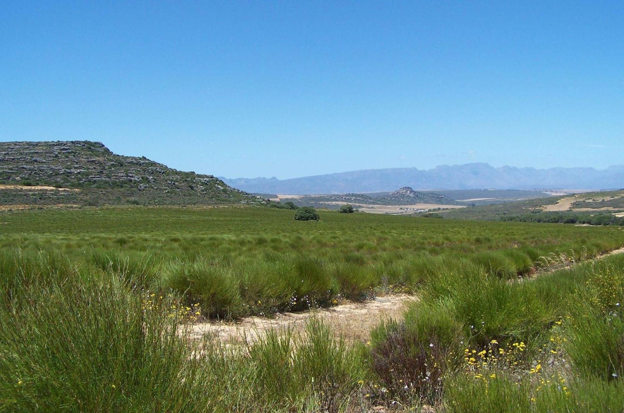 Villa Simbavati Cederberg Ridge Clanwilliam Exterior foto